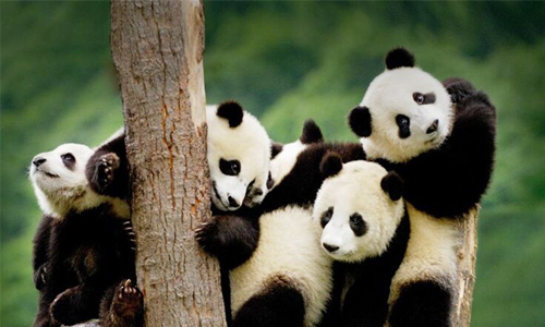 13 Días Viajes del Patrimonio Mundial de China Base de Investigación y Cría de Panda Gigante de Chengdu
