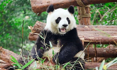 14 días Viajes del Patrimonio Mundial de China Base de Investigación y Cría de Panda Gigante de Chengdu