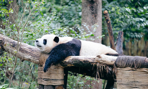 13 días Viaje de China Base de Investigación y Cría de Panda Gigante de Chengdu
