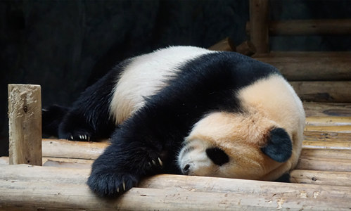 Base de Investigación y Crianza de Panda de Chengdu
