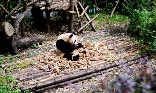 Base de Panda de Dujiangyan
