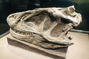 fósil de cráneo del Museo de Dinosaurios de Zigong