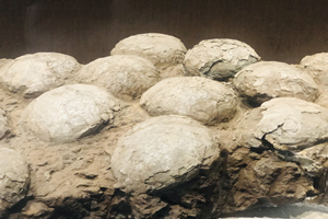 fósiles de huevos de dinosaurios del Museo de Dinosaurios de Zigong