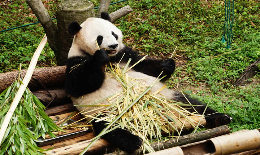 panda gigante en el Zoológico de Chongqing