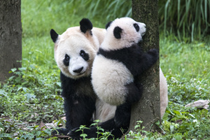 pandas gigantes en el Zoológico de Chongqing