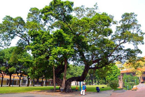 el árbol baniano del Salón Memorial de Sun Yat-sen