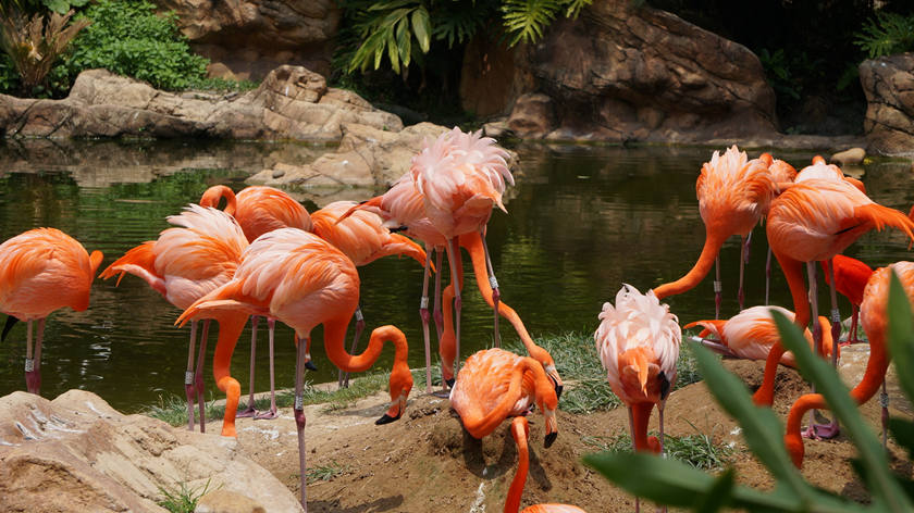 los flamencos del Zoo de Animales Salvajes de Changlong