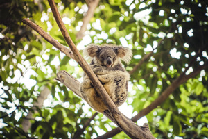 koala del Zoo de Animales Salvajes de Changlong
