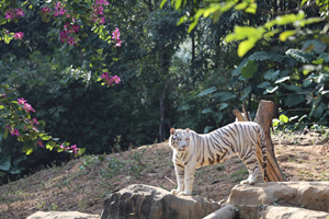 tigre blanco del Zoo de Animales Salvajes de Changlong