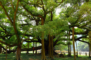Gran Árbol del Banyan