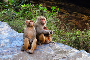 macacos de Cañón Nanjiang