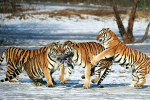 Los Tigres del Parque del Tigre Siberiano