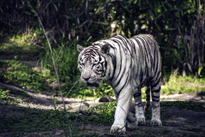 Tigre Blanco en el Parque del Tigre Siberiano