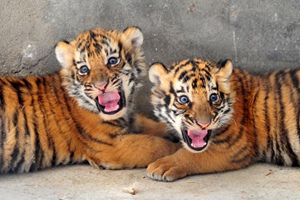 Tigres pequeños del Parque del Tigre Siberiano
