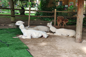 parque zoológico de la Isla de Wuzhizhou