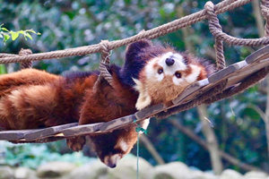 panda menor en el Parque de Animales Salvajes de Shanghái