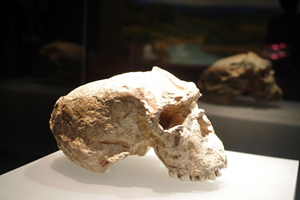 Fósil de calavera humano de Yunxian del Museo Provincial de Hubei