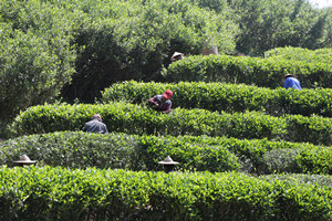 jardín de té de la Montaña de Wuyi