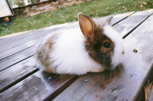 Los conejos son tiernos en zodiaco chino