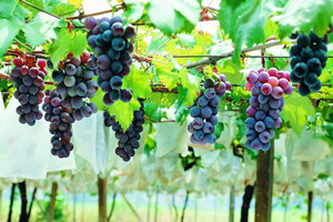 Introducción de uvas de alta calidad