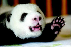 El mano de un cachorro de panda