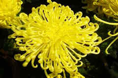 flor de la suerte-crisantemo.jpg