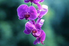 orquídea.jpg