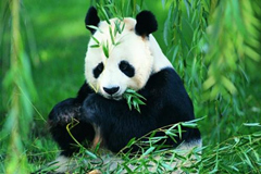 Panda comiendo el bambú