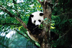 Los bosques del bambú son hogar del panda