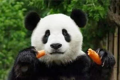 A veces también el panda también come frutas