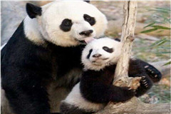 Cuando un panda infantil aún vive con su mamá