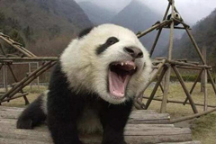 Cuando un panda se enoja...
