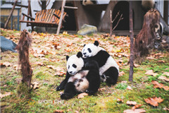 Dos pandas adorables en Wolong