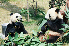 Dos pandas adultos 