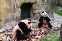 Dos pandas comiendo bambú