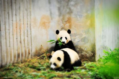 Dos pandas conviven en cautiverio