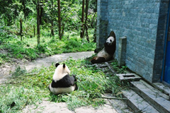 Dos pandas en Bifengixa