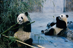 Dos pandas extrañables