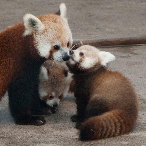 El amor del panda rojo