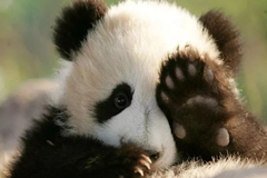 El “falso pulgar” del panda