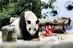 El panda más longevo del mundo