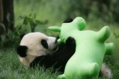 El panda prefiere estar sólo