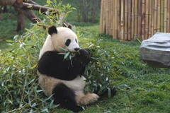 Es una de las actividades más importantes para los pandas gigantes