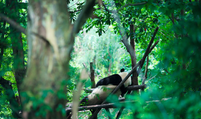 La vida ociosa de panda en la base de Chengdu 