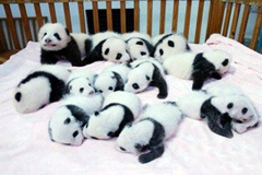 Los panda bebes en cautiverio