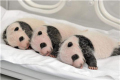 Los pandas bebés adobrables