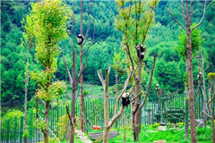 Los pandas en Wolong