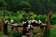 Los pandas que viven en Wolong
