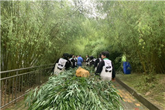 Los voluntarios acumulando bambú