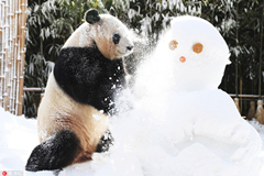 Panda jugando en la nieve